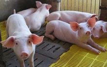 Giá heo hơi hôm nay 19/8: Miền Nam bất ngờ tăng mạnh, chạm ngưỡng 42.000 đồng/kg