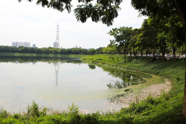 Hà Nội: Cá chết hàng loạt bốc mùi nồng nặc ở hồ Yên Sở - Ảnh 2. Hà Nội: Cá chết hàng loạt bốc mùi nồng nặc ở hồ Yên Sở - Ảnh 2.