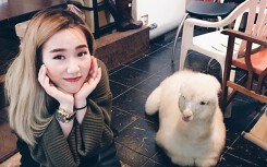Quán cà phê lạc đà siêu dễ thương hút khách ở Đài Loan