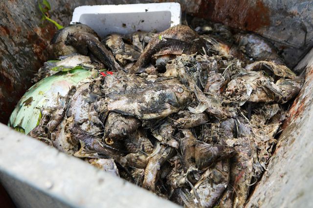 Hà Nội: Cá chết hàng loạt bốc mùi nồng nặc ở hồ Yên Sở - Ảnh 11. Hà Nội: Cá chết hàng loạt bốc mùi nồng nặc ở hồ Yên Sở - Ảnh 11.