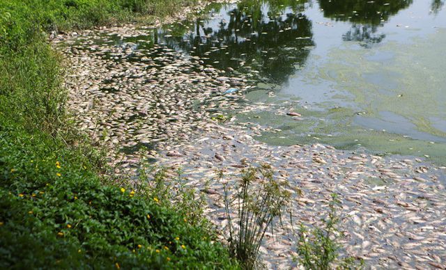 Hà Nội: Cá chết hàng loạt bốc mùi nồng nặc ở hồ Yên Sở - Ảnh 3. Hà Nội: Cá chết hàng loạt bốc mùi nồng nặc ở hồ Yên Sở - Ảnh 3.