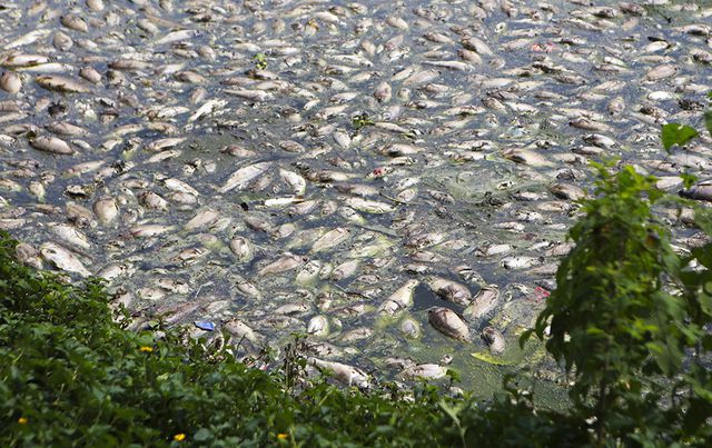 Hà Nội: Cá chết hàng loạt bốc mùi nồng nặc ở hồ Yên Sở - Ảnh 4. Hà Nội: Cá chết hàng loạt bốc mùi nồng nặc ở hồ Yên Sở - Ảnh 4.