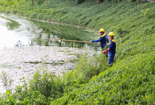 Hà Nội: Cá chết hàng loạt bốc mùi nồng nặc ở hồ Yên Sở - Ảnh 9. Hà Nội: Cá chết hàng loạt bốc mùi nồng nặc ở hồ Yên Sở - Ảnh 9.