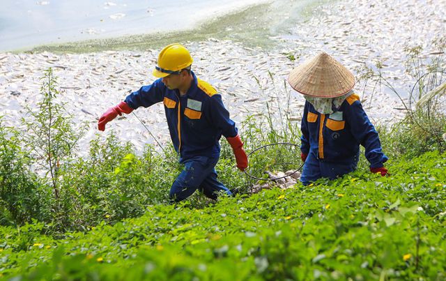 Hà Nội: Cá chết hàng loạt bốc mùi nồng nặc ở hồ Yên Sở - Ảnh 10. Hà Nội: Cá chết hàng loạt bốc mùi nồng nặc ở hồ Yên Sở - Ảnh 10.