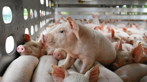 Giá heo hơi hôm nay 23/4: Leo lên 95.000 đồng/kg, đà tăng chậm dần - Ảnh 2.
