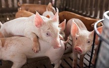 Giá heo hơi hôm nay 21/8: Tăng trở lại cả ba miền, một số nơi ở Đông Nam Bộ đạt 42.000 đồng/kg