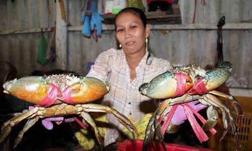 Cua biển tăng giá mạnh - Ảnh 1. Cua biển tăng giá mạnh - Ảnh 1.