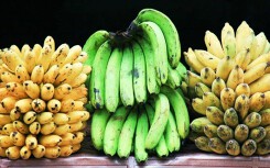 Nhân loại đối diện nguy cơ không còn chuối mà ăn vì loài nấm này