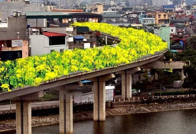 Bất ngờ hình ảnh "chế" đường sắt trên cao Cát Linh - Hà Đông thành con đường hoa cải - Ảnh 1. Bất ngờ hình ảnh "chế" đường sắt trên cao Cát Linh - Hà Đông thành con đường hoa cải - Ảnh 1.