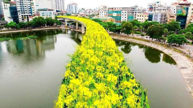 Bất ngờ hình ảnh "chế" đường sắt trên cao Cát Linh - Hà Đông thành con đường hoa cải - Ảnh 2. Bất ngờ hình ảnh "chế" đường sắt trên cao Cát Linh - Hà Đông thành con đường hoa cải - Ảnh 2.