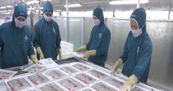 Ngành tôm có tin vui: Tôm vào Mỹ của hơn 30 doanh nghiệp Việt thuế... 0%