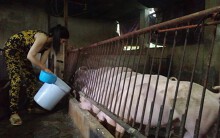 Hi hữu một hộ chăn nuôi tại Đồng Nai tự chữa hết dịch tả heo châu Phi
