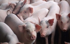 Giá heo hơi hôm nay 23/8: Miền Nam duy trì mức giá 35.000-40.000 đồng/kg
