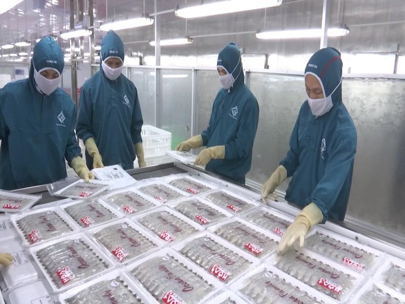 Ngành tôm có tin vui: Tôm vào Mỹ của hơn 30 doanh nghiệp Việt thuế... 0% - Ảnh 1. Ngành tôm có tin vui: Tôm vào Mỹ của hơn 30 doanh nghiệp Việt thuế... 0% - Ảnh 1.