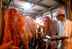Giá heo giống tăng mạnh theo ‘bão’ giá heo hơi