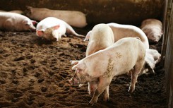 Giá heo hơi hôm nay 3/11: Giá tăng nóng, sẽ đạt đỉnh 70.000 đồng/kg ngay trong tháng 11?
