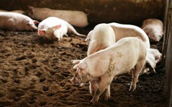 Giá heo hơi hôm nay 16/9: Miền Nam tăng 1.000–2.000 đồng/kg