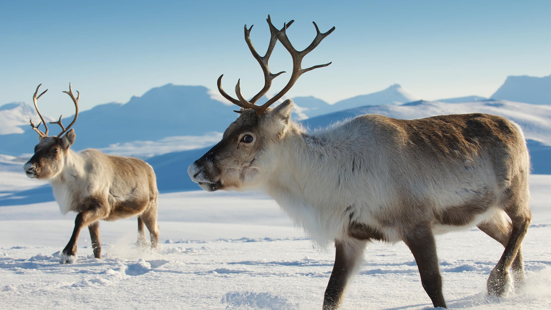 animals_hero_reindeer animals_hero_reindeer