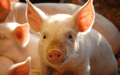 Giá heo hơi hôm nay 22/1: Heo hơi không còn cơ hội tăng giá khi đã 28 Tết