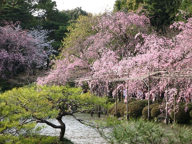 Những ngôi đền không thể bỏ qua khi đến Kyoto - Ảnh 2.