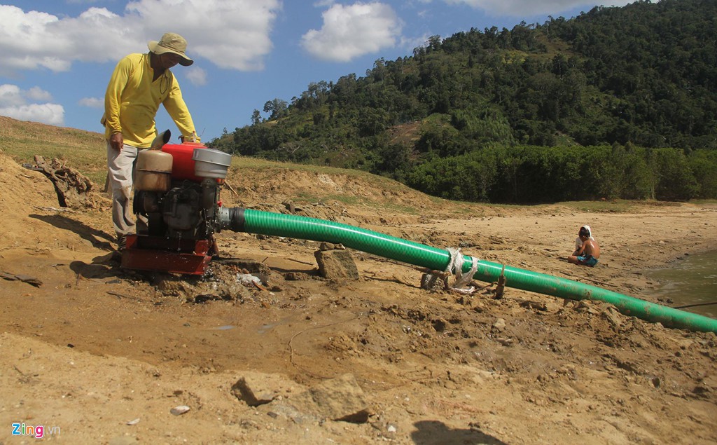 Hơn 1.000 ha lúa chết cháy giữa mùa mưa ở Đắk Lắk - Ảnh 7. Hơn 1.000 ha lúa chết cháy giữa mùa mưa ở Đắk Lắk - Ảnh 7.