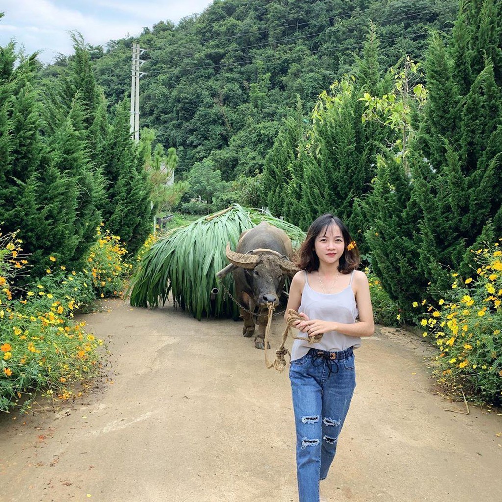 Trai bo sua nhieu goc check-in tuyet dep o Moc Chau thu hut gioi tre hinh anh 10 Trai bo sua nhieu goc check-in tuyet dep o Moc Chau thu hut gioi tre hinh anh 10