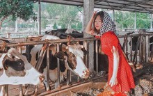 Trại bò sữa nhiều góc check-in tuyệt đẹp ở Mộc Châu thu hút giới trẻ