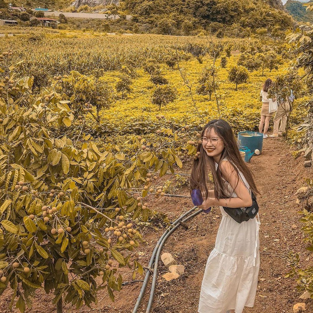 Trai bo sua nhieu goc check-in tuyet dep o Moc Chau thu hut gioi tre hinh anh 7 Trai bo sua nhieu goc check-in tuyet dep o Moc Chau thu hut gioi tre hinh anh 7
