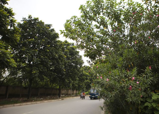 Nhìn từ trên cao 'rừng tái sinh' suốt 24km dọc đại lộ Thăng Long - Ảnh 12. Nhìn từ trên cao 'rừng tái sinh' suốt 24km dọc đại lộ Thăng Long - Ảnh 12.