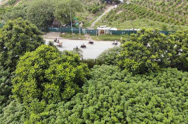 Nhìn từ trên cao 'rừng tái sinh' suốt 24km dọc đại lộ Thăng Long - Ảnh 4. Nhìn từ trên cao 'rừng tái sinh' suốt 24km dọc đại lộ Thăng Long - Ảnh 4.