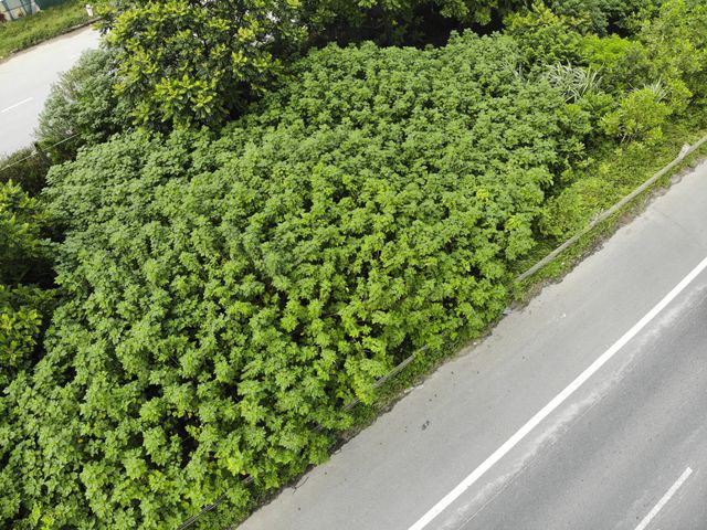 Nhìn từ trên cao 'rừng tái sinh' suốt 24km dọc đại lộ Thăng Long - Ảnh 5. Nhìn từ trên cao 'rừng tái sinh' suốt 24km dọc đại lộ Thăng Long - Ảnh 5.