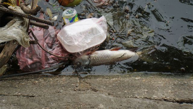 Cá chết nổi bốc mùi hôi thối ở Hồ Tây, hồ Đắc Di - Ảnh 4.