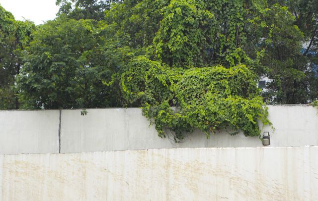 Nhìn từ trên cao 'rừng tái sinh' suốt 24km dọc đại lộ Thăng Long - Ảnh 8. Nhìn từ trên cao 'rừng tái sinh' suốt 24km dọc đại lộ Thăng Long - Ảnh 8.