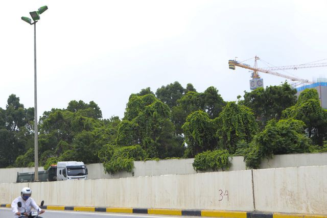 Nhìn từ trên cao 'rừng tái sinh' suốt 24km dọc đại lộ Thăng Long - Ảnh 9. Nhìn từ trên cao 'rừng tái sinh' suốt 24km dọc đại lộ Thăng Long - Ảnh 9.