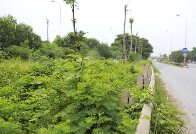 Nhìn từ trên cao 'rừng tái sinh' suốt 24km dọc đại lộ Thăng Long - Ảnh 10. Nhìn từ trên cao 'rừng tái sinh' suốt 24km dọc đại lộ Thăng Long - Ảnh 10.