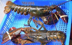 Tôm hùm Alaska 170.000 đồng/kg về Việt Nam ‘cõng’ thêm bao nhiêu thuế phí?