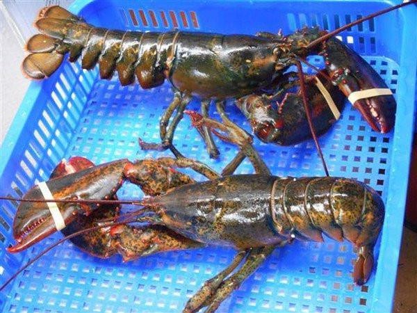 Tôm hùm Alaska 170.000 đồng/kg về Việt Nam ‘cõng’ thêm bao nhiêu thuế phí? - Ảnh 1. Tôm hùm Alaska 170.000 đồng/kg về Việt Nam ‘cõng’ thêm bao nhiêu thuế phí? - Ảnh 1.