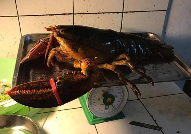 Tôm hùm Alaska 170.000 đồng/kg về Việt Nam ‘cõng’ thêm bao nhiêu thuế phí? - Ảnh 2. Tôm hùm Alaska 170.000 đồng/kg về Việt Nam ‘cõng’ thêm bao nhiêu thuế phí? - Ảnh 2.