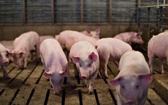 Giá heo hơi hôm nay 29/8: Bất ngờ nhiều nơi ở miền Nam giảm giá 1.000-2.000 đồng/kg