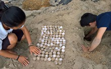 Trải nghiệm Côn Đảo xinh đẹp mùa rùa đẻ trứng