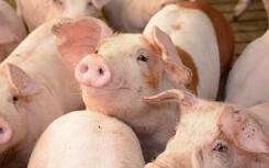 Giá heo hơi hôm nay 10/9: Miền Nam bất ngờ tăng giá ở nhiều nơi