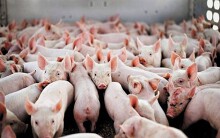 Giá heo hơi hôm nay 25/9: Thị trường miền Nam khởi sắc, giá tăng giá liên tiếp 3 ngày