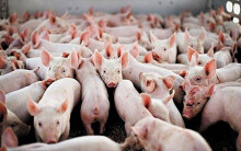 Giá heo hơi hôm nay 24/3: Bắt đầu giảm 5.000 đồng/kg, xuống 75.000 đồng