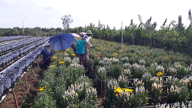 Thương lái tranh nhau mua cúc tiger cho lễ Vu lan, nhà vườn Sa Đéc thắng lớn - Ảnh 1. Thương lái tranh nhau mua cúc tiger cho lễ Vu lan, nhà vườn Sa Đéc thắng lớn - Ảnh 1.