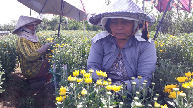 Thương lái tranh nhau mua cúc tiger cho lễ Vu lan, nhà vườn Sa Đéc thắng lớn - Ảnh 2. Thương lái tranh nhau mua cúc tiger cho lễ Vu lan, nhà vườn Sa Đéc thắng lớn - Ảnh 2.