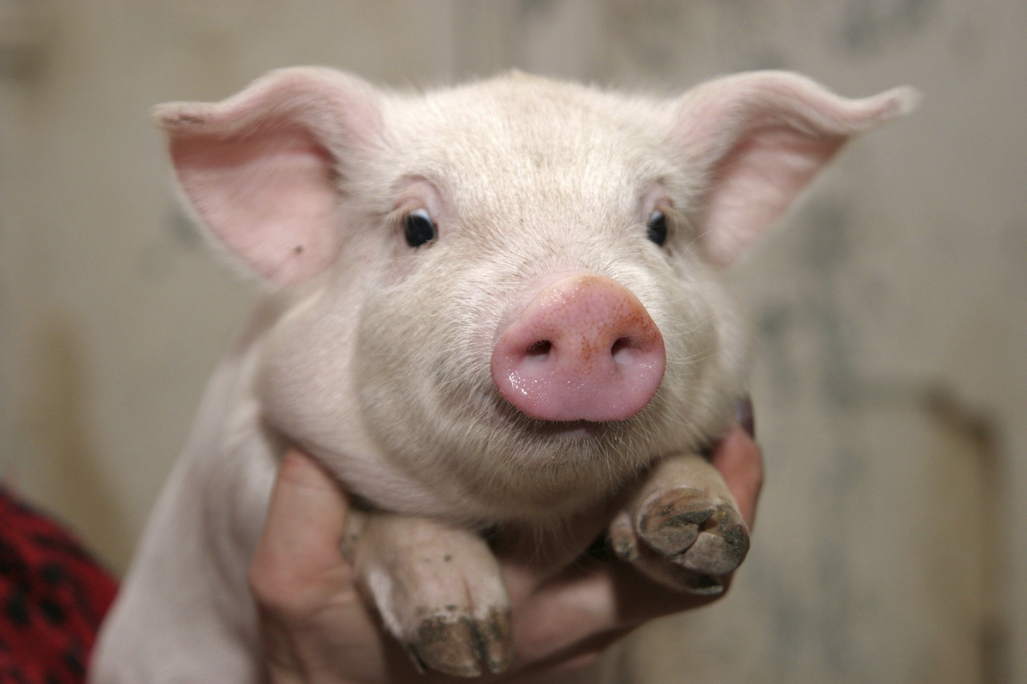 pig2 pig2