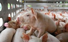 Giá heo hơi hôm nay 7/8: Một số nơi của Đồng Nai có giá 35.000 đồng/kg