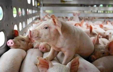 Giá heo hơi hôm nay 25/3: Thị trường thay đổi chậm chạp, vẫn cao trên 85.000 đồng/kg - Ảnh 2. Giá heo hơi hôm nay 25/3: Thị trường thay đổi chậm chạp, vẫn cao trên 85.000 đồng/kg - Ảnh 2.
