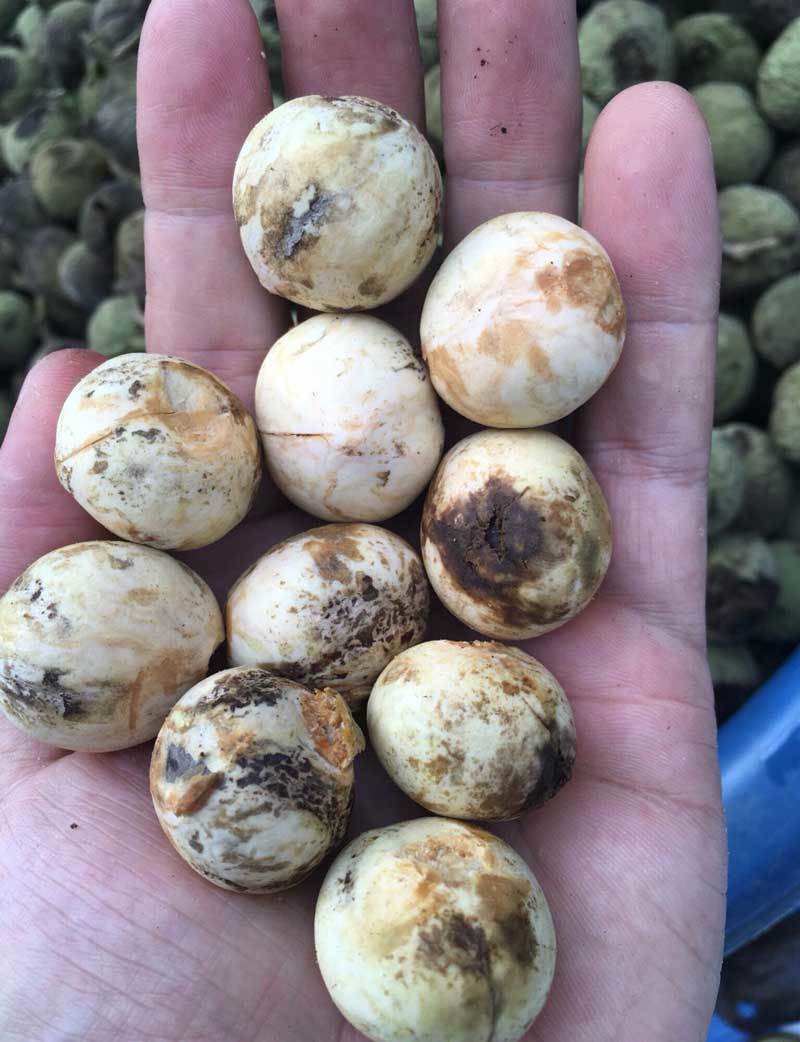 Quả rừng lạ về Hà Thành, đặc sản màu đen nấu bát canh mất 1 tiếng - Ảnh 2. Quả rừng lạ về Hà Thành, đặc sản màu đen nấu bát canh mất 1 tiếng - Ảnh 2.