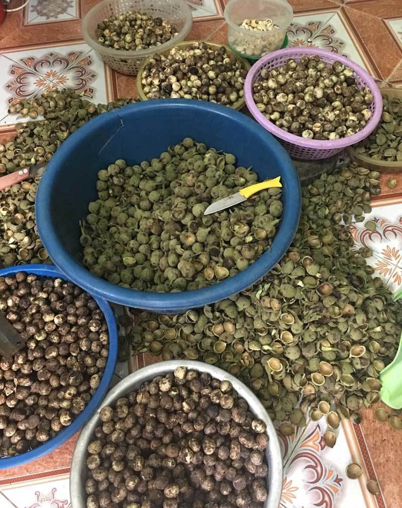 Quả rừng lạ về Hà Thành, đặc sản màu đen nấu bát canh mất 1 tiếng - Ảnh 3. Quả rừng lạ về Hà Thành, đặc sản màu đen nấu bát canh mất 1 tiếng - Ảnh 3.